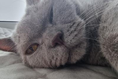 кошка лежит на диване