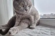 кот возле окна