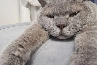 Кот на диване