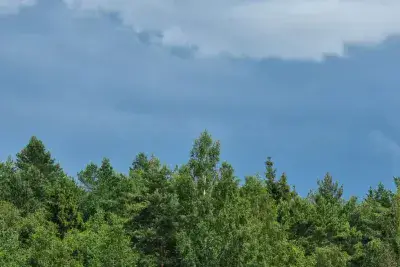 Леса Беларуси