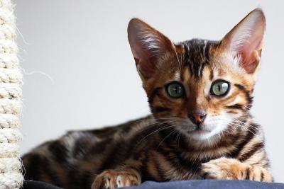 котенок возле когтеточки