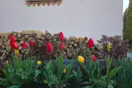 Цветы тюльпаны