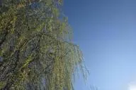 Ветки дерева