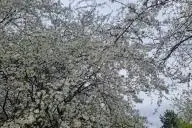Цветущее дерево