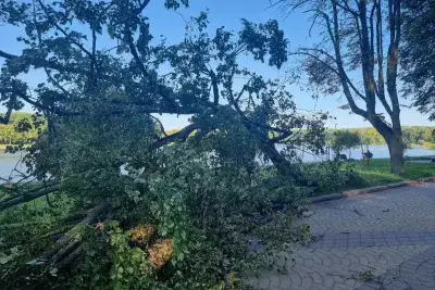 Сломанное дерево