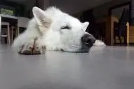 собака спит