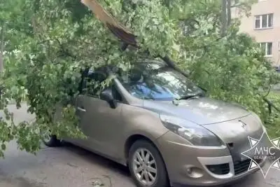 дерево на автомобиле