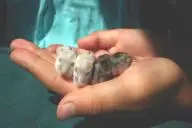 Хомяки на ладони