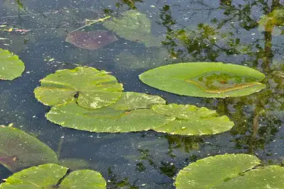 Кувшинки в воде