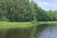 Лес на берегу
