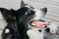 Бордер-колли