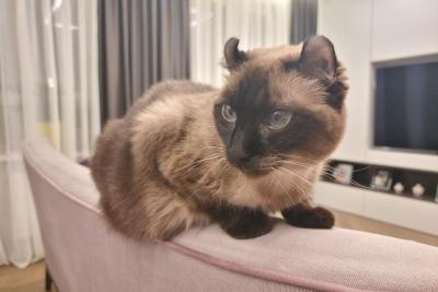 кошка на диване