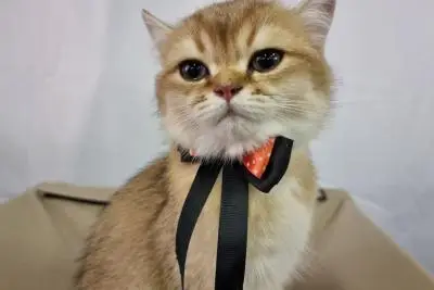 кошка с бантом