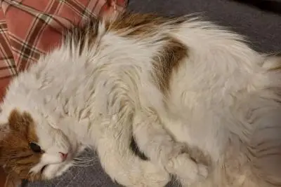 кот на диване