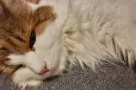 кошка