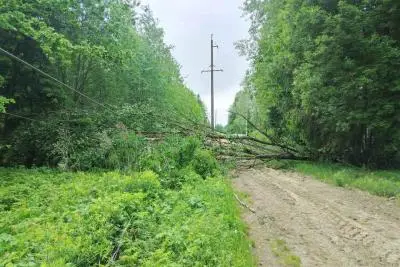 упавшее дерево