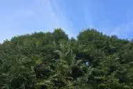 Растение можжевельник