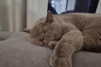 кошка на диване