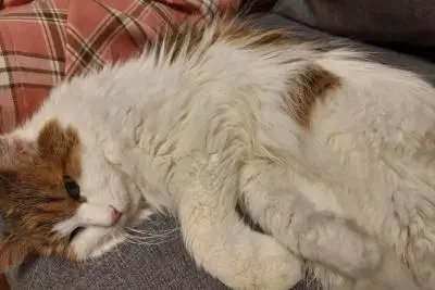 кошка отдыхает