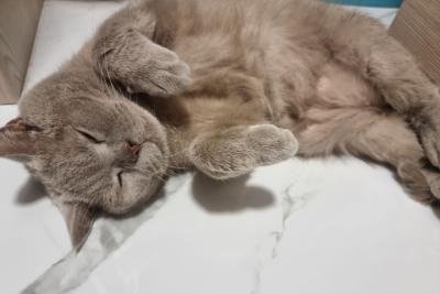 кошка спит