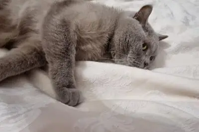 кошка отдыхает