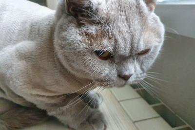 кошка в комнате
