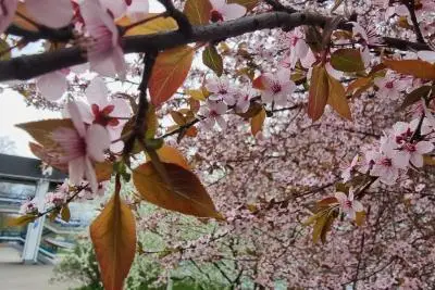 цветение вишни