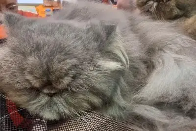 кошка