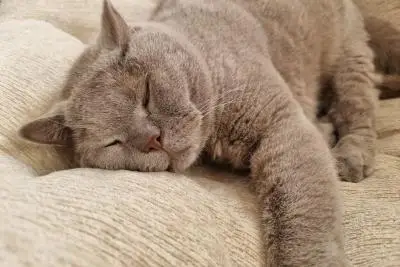кошка на диване