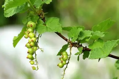 куст смородины
