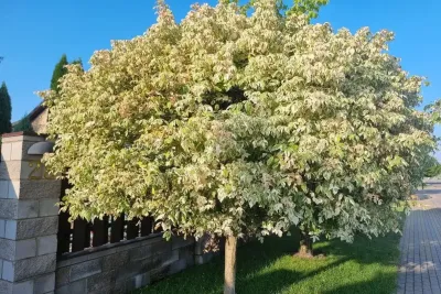 Дерево у забора