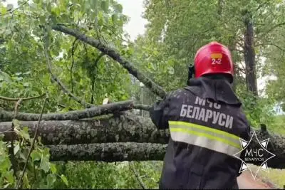 Сломанное дерево