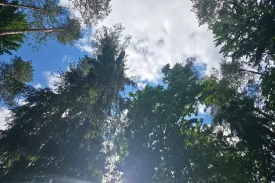 Зеленые деревья