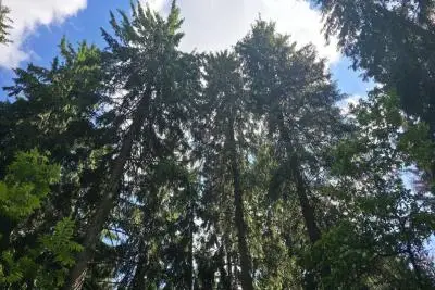 Деревья в лесу