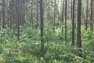 Деревья в лесу