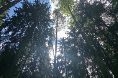 Деревья в лесу