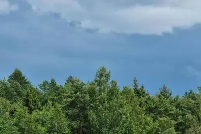 Зеленые деревья