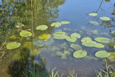 Кувшинки на воде