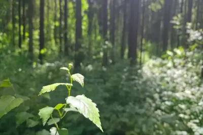 Растения в лесу