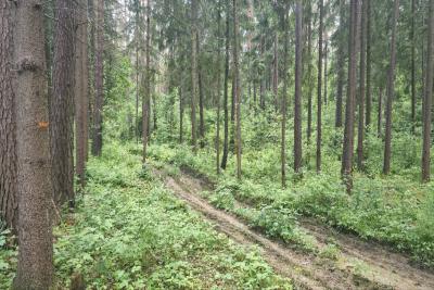 Дорога в лесу