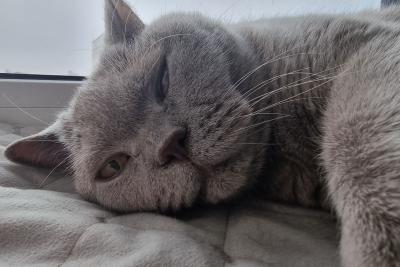 кошка