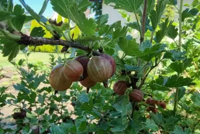 куст крыжовника