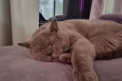 кошка спит