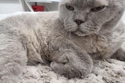 кошка на диване