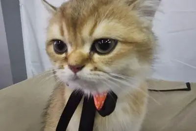 кошка