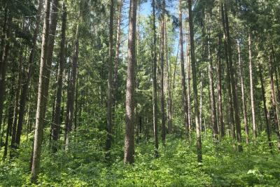 деревья в лесу