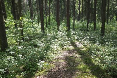 летний лес