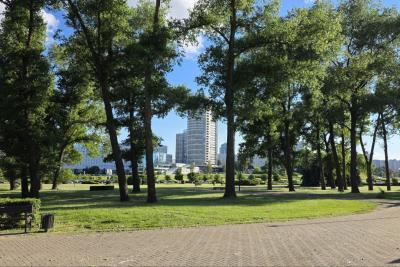 деревья в городе