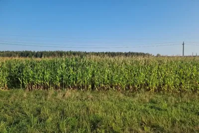Кукурузное поле