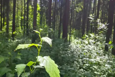 Растения в лесу